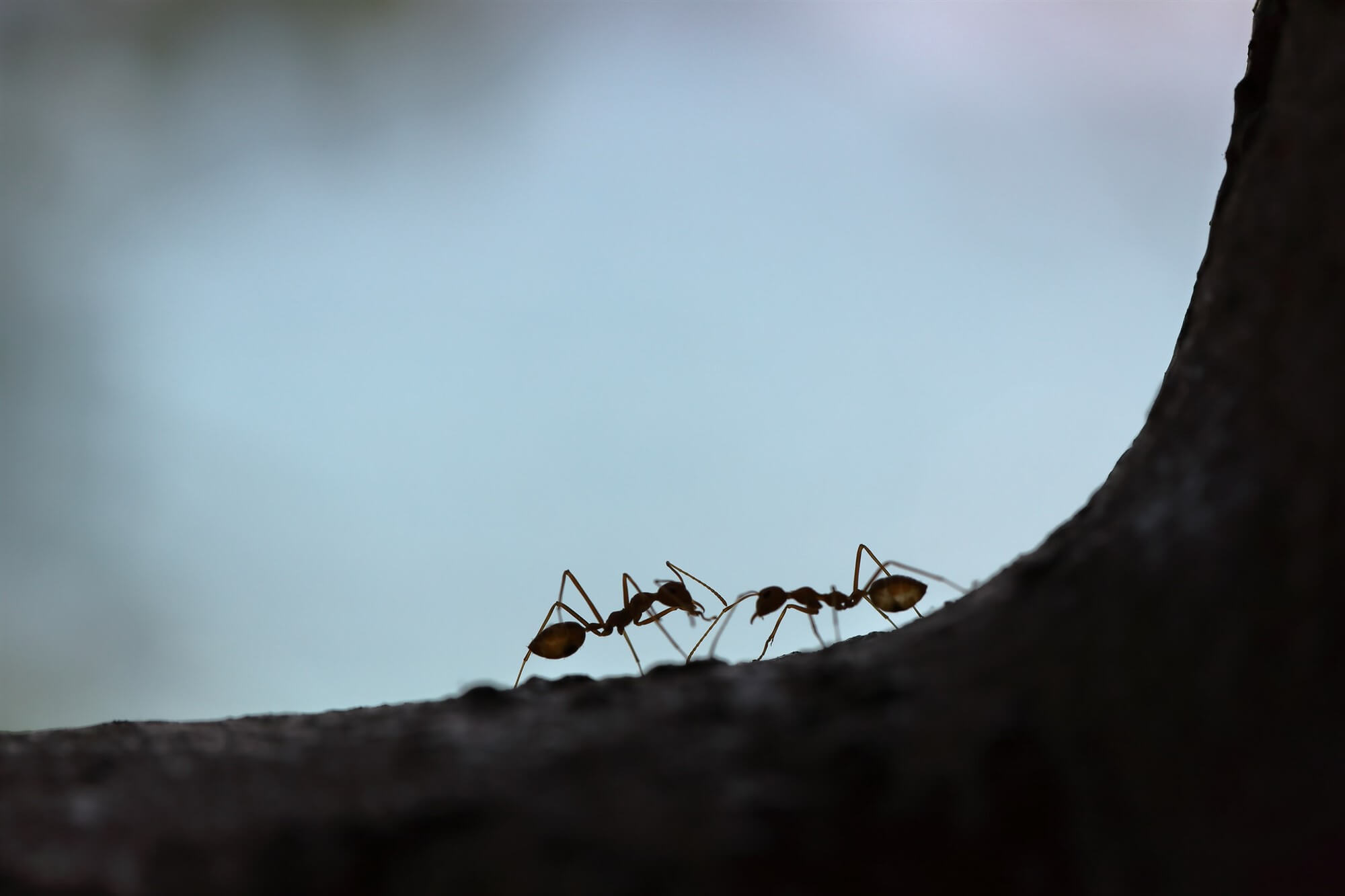 Carpenter ants crawling on a surface which can removed with common pest treatments
