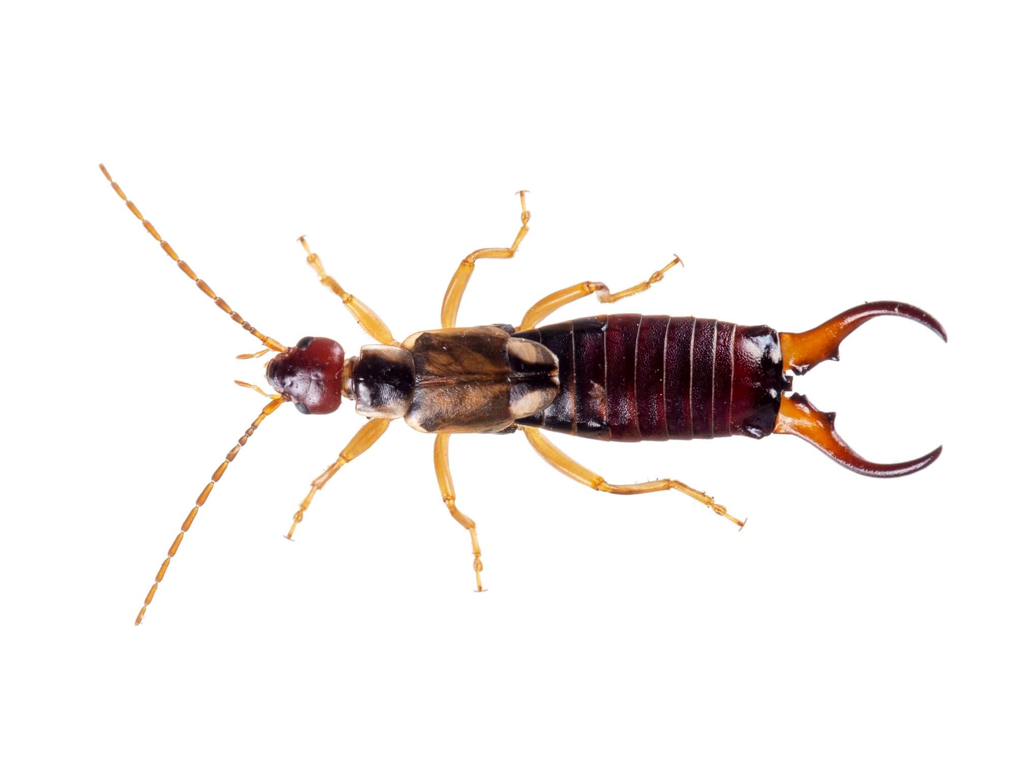 Grey earwig deals